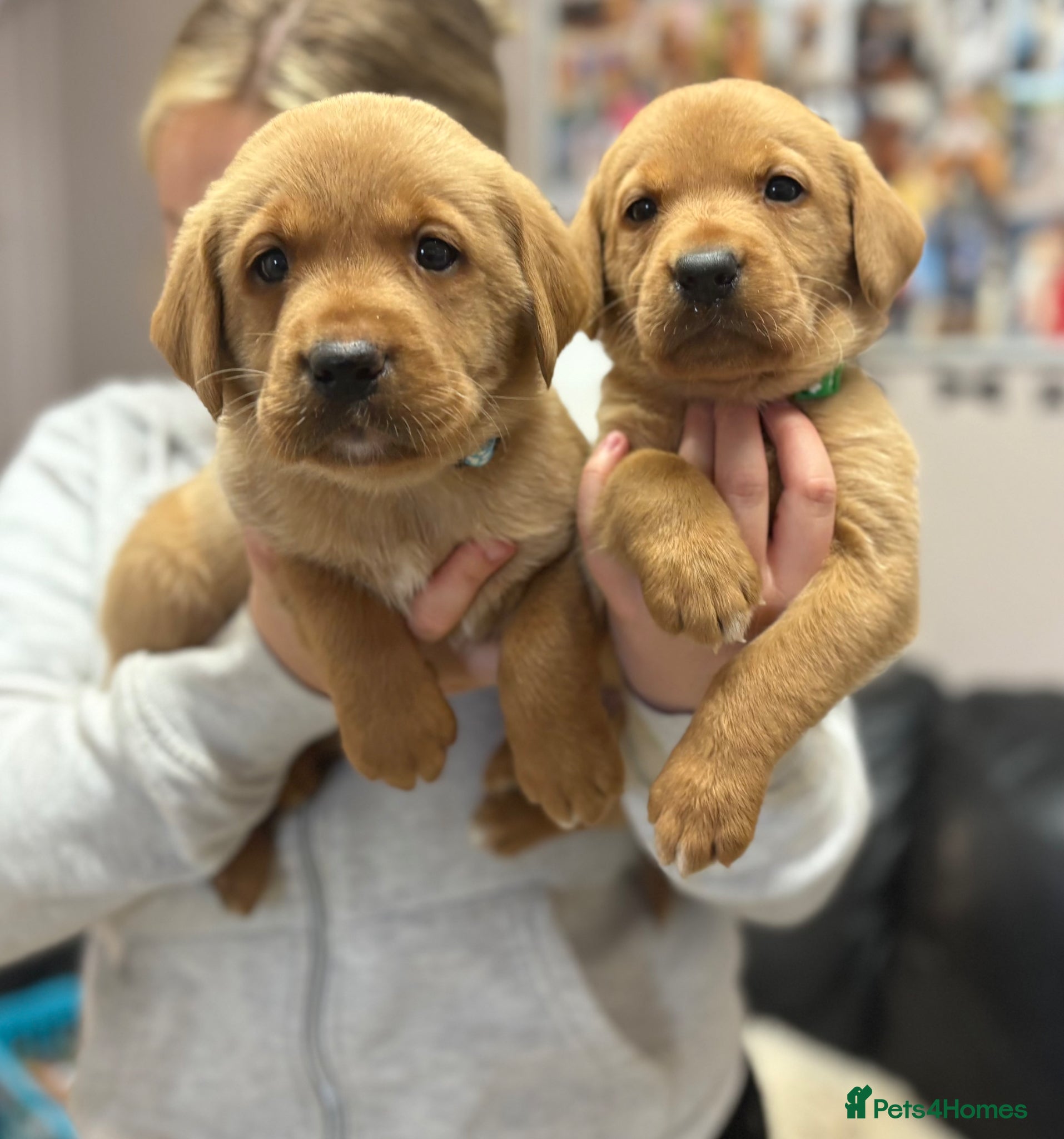 Labrador Retriever dogs Chunky Labrador Puppies - Advert 2