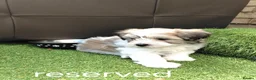 Bichon Frise dogs for sale: Bichon puppies - Advert 3