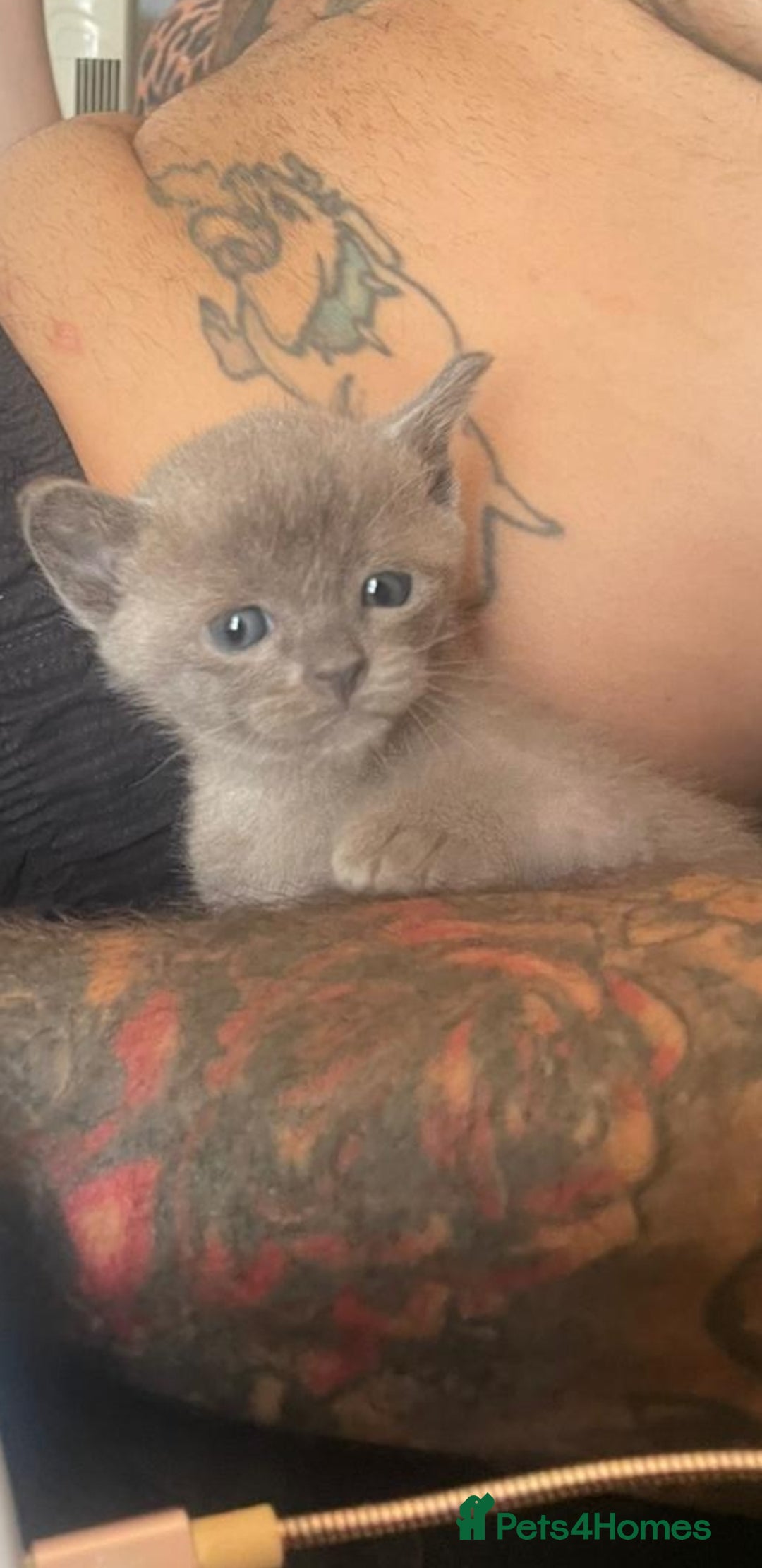 Burmese cats for sale: Beautiful blue Burmese kittens  - Image 7