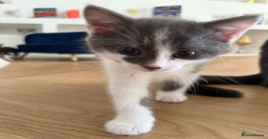 Domestic Shorthair cats - Advert 1