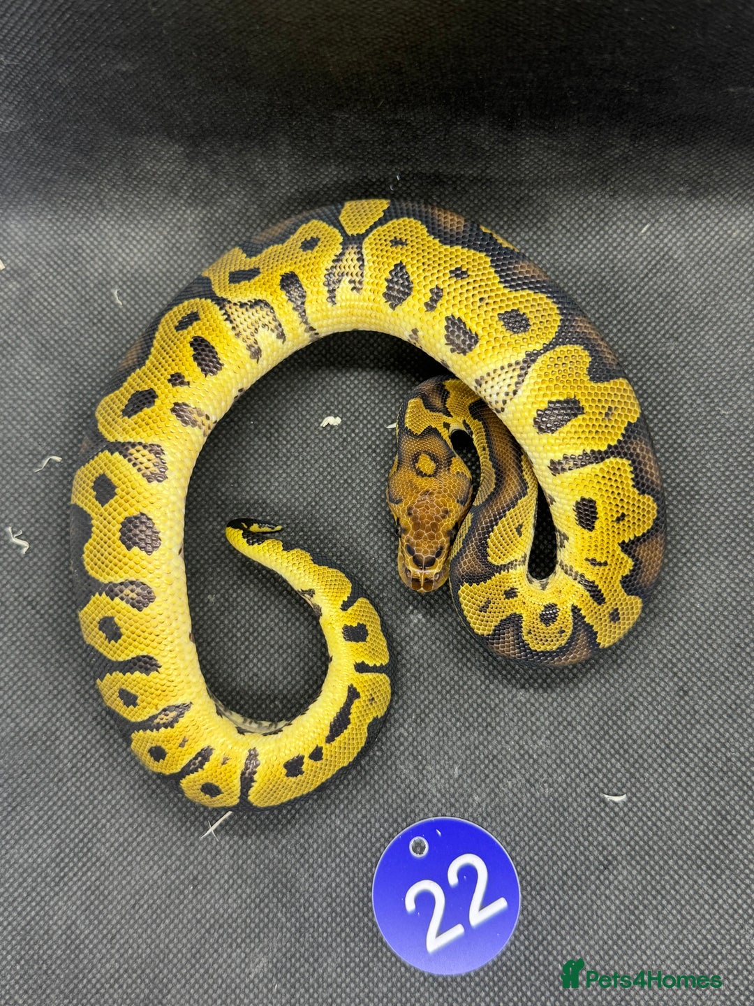 Python Snake reptiles for sale: Royal pythons from £20 - Image 10