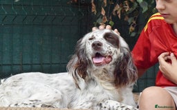 English Setter dogs for adoption: Kira  - Image 11