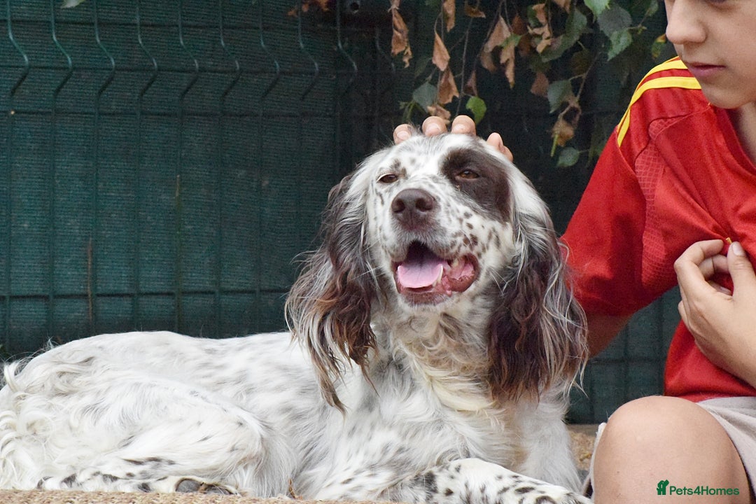 English Setter dogs for adoption: Kira  - Image 11