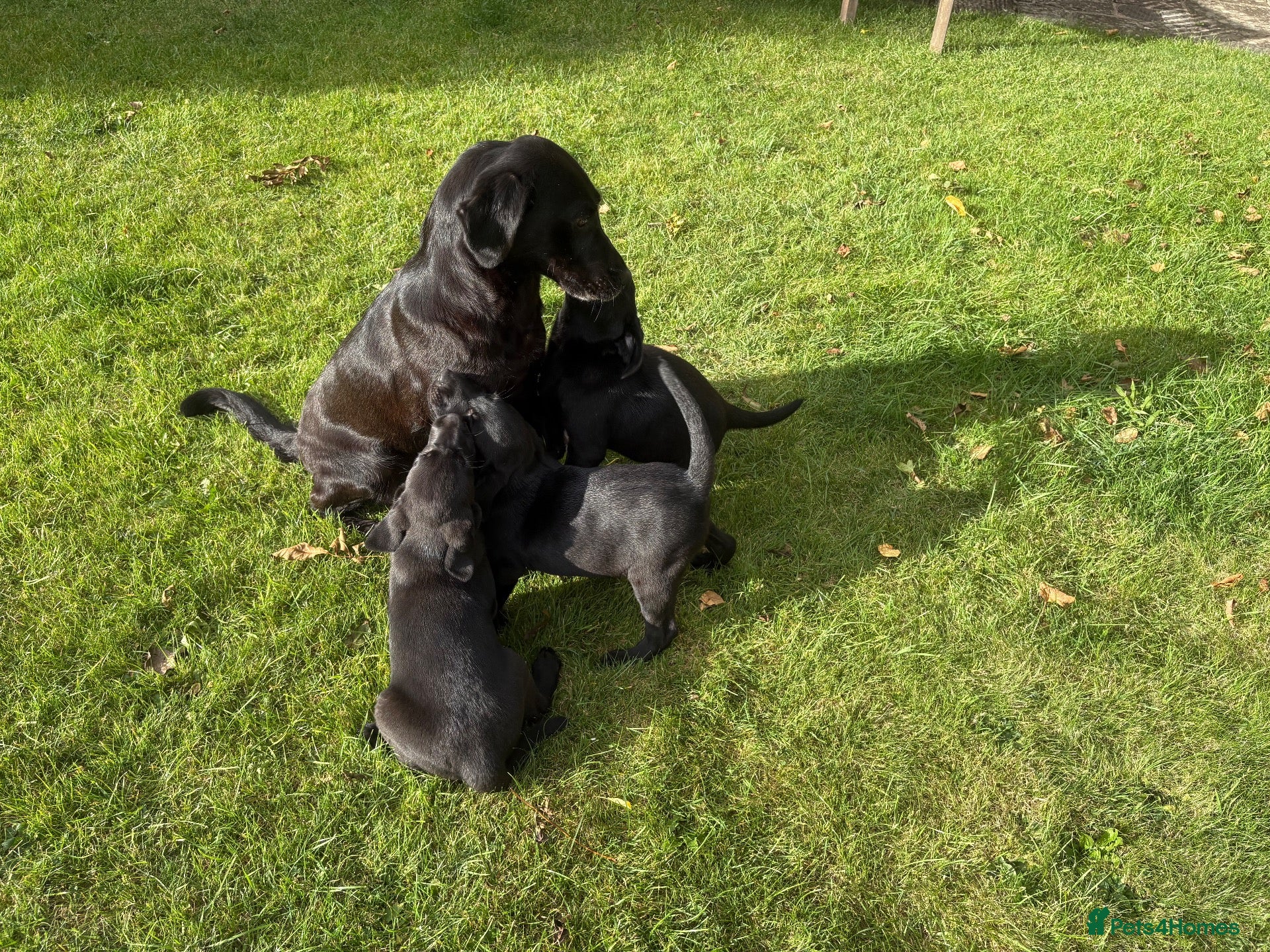Labrador Retriever dogs Beautiful Labrador puppies - Advert 2