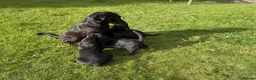 Labrador Retriever dogs for sale: Beautiful Labrador puppies - Advert 2