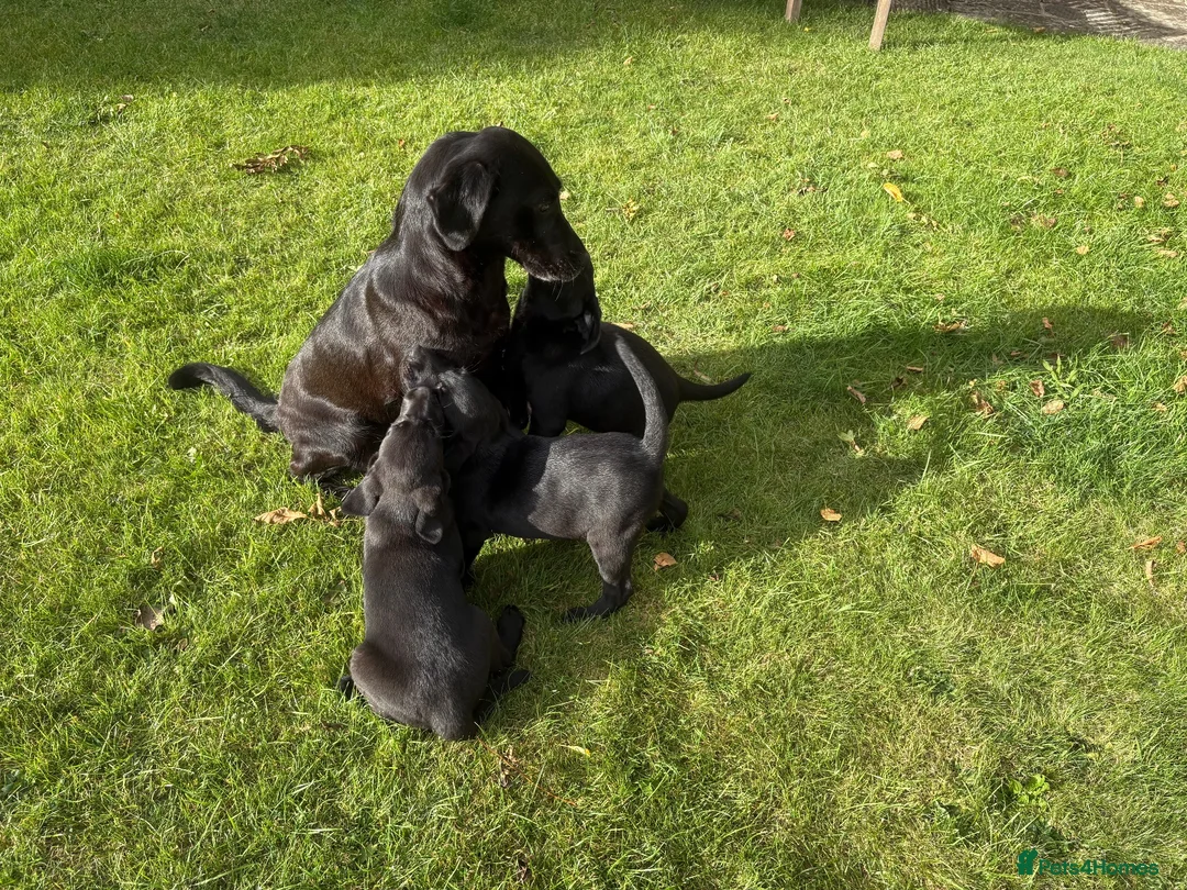 Labrador Retriever dogs for sale: Beautiful Labrador puppies - Advert 2