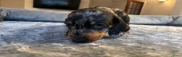 Dachshund dogs for sale: Dachshunds for sale - Advert 13