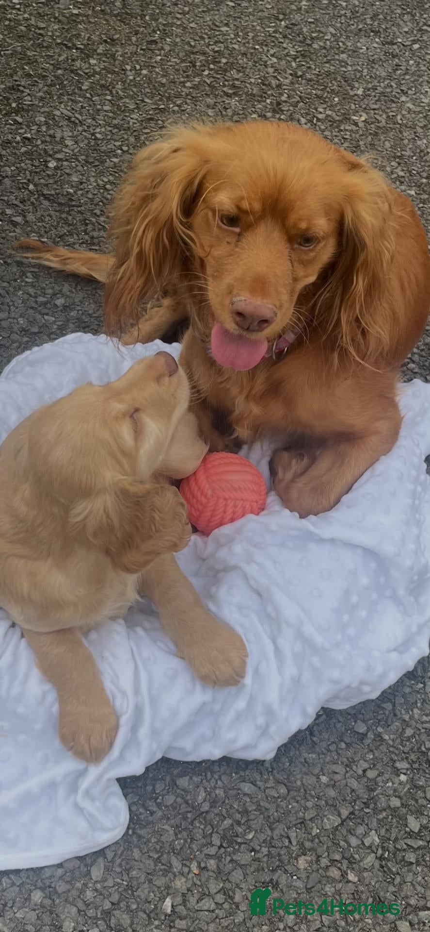 Cocker Spaniel dogs Cocker spaniel puppies - Advert 2