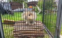 English Lop rabbits for sale: 3 free bunnies looking for their new home! - Image 2