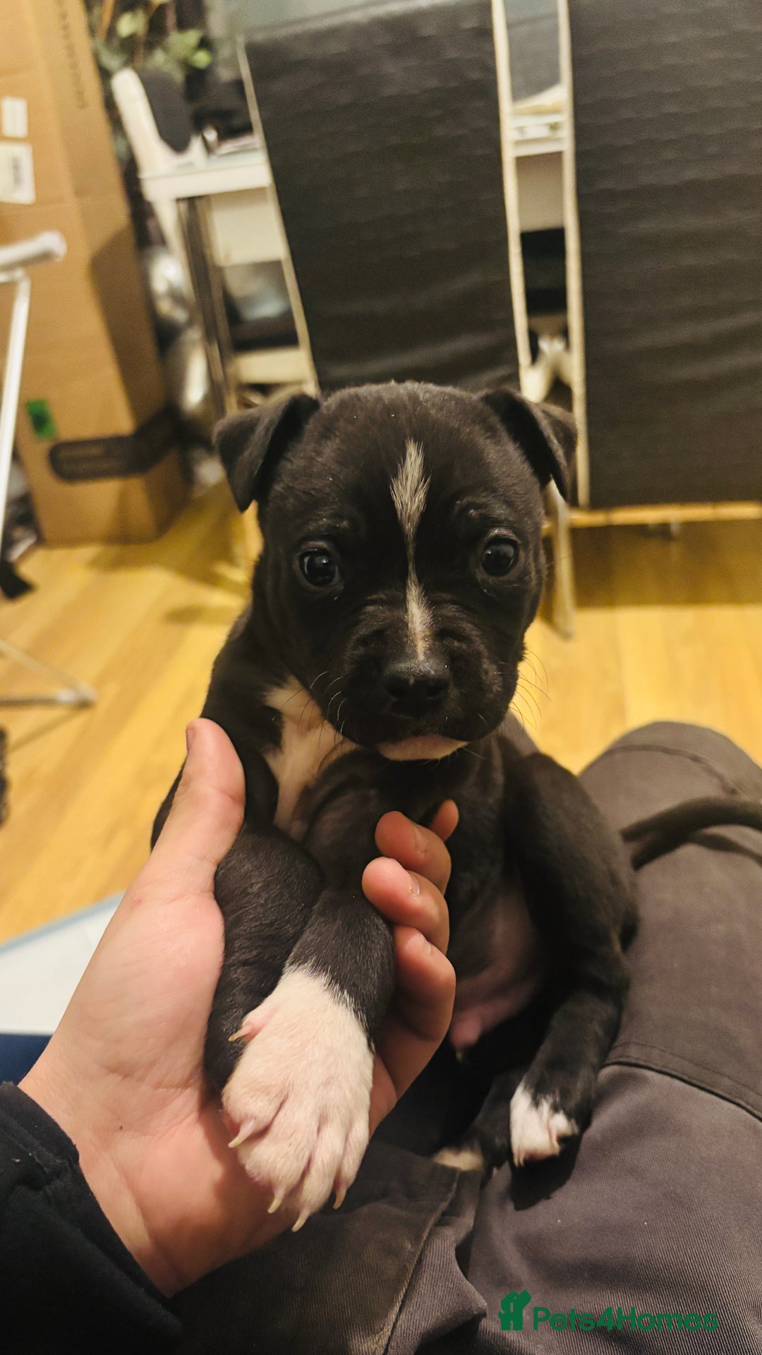 Staffordshire Bull Terrier dogs for sale: Last Male puppy  - Advert 3