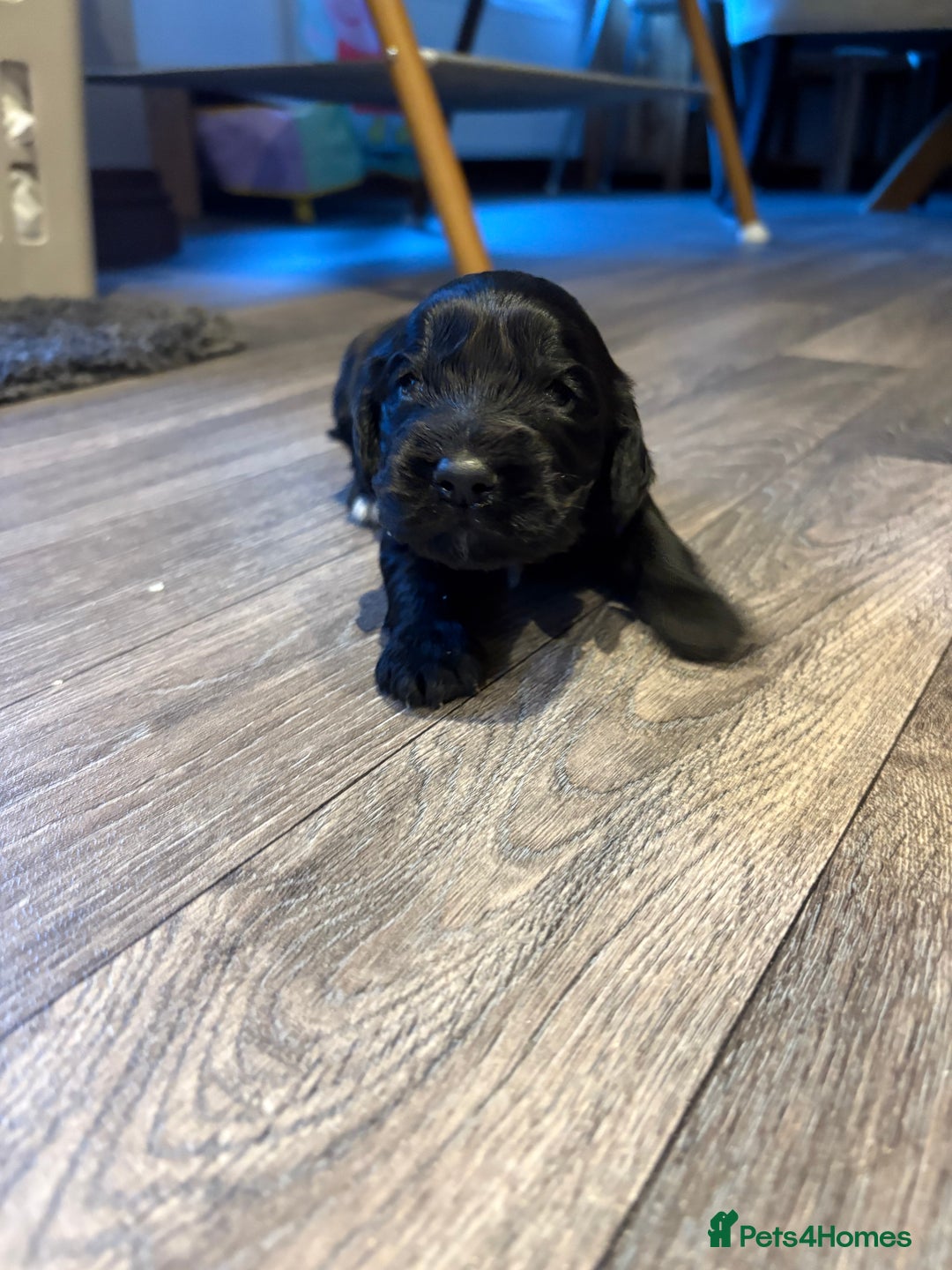 Cocker Spaniel dogs for sale: Beautiful show/working cocker spaniels 🐶🐾 - Advert 9