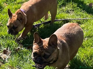 French Bulldog dogs KC REGISTERED HEALTH TESTED FRENCH BULLDOG - Advert 7
