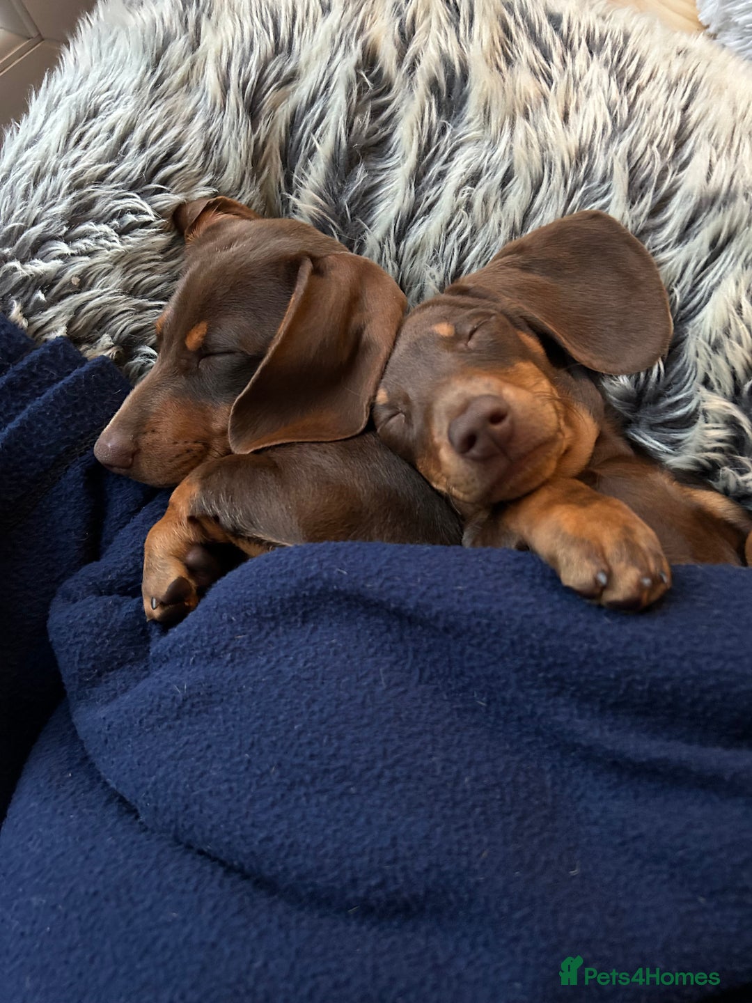 Miniature Dachshund dogs for sale: 2 x choc and Tan miniature Daschunds  - Image 5