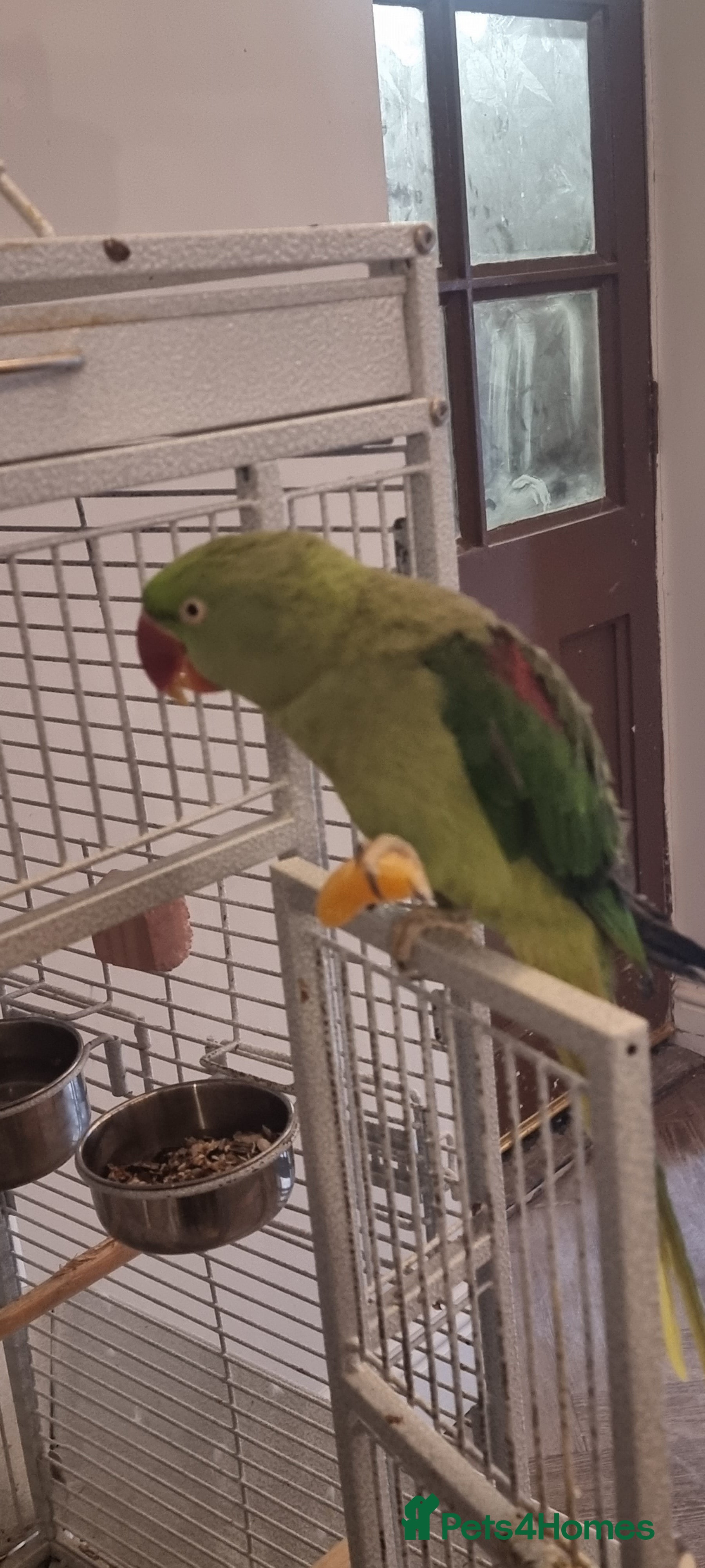 Parrots birds Alexandrien parrot. For sale £200 - Advert 1