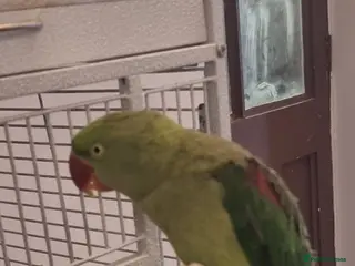 Parrots birds Alexandrien parrot. For sale £200 - Advert 10
