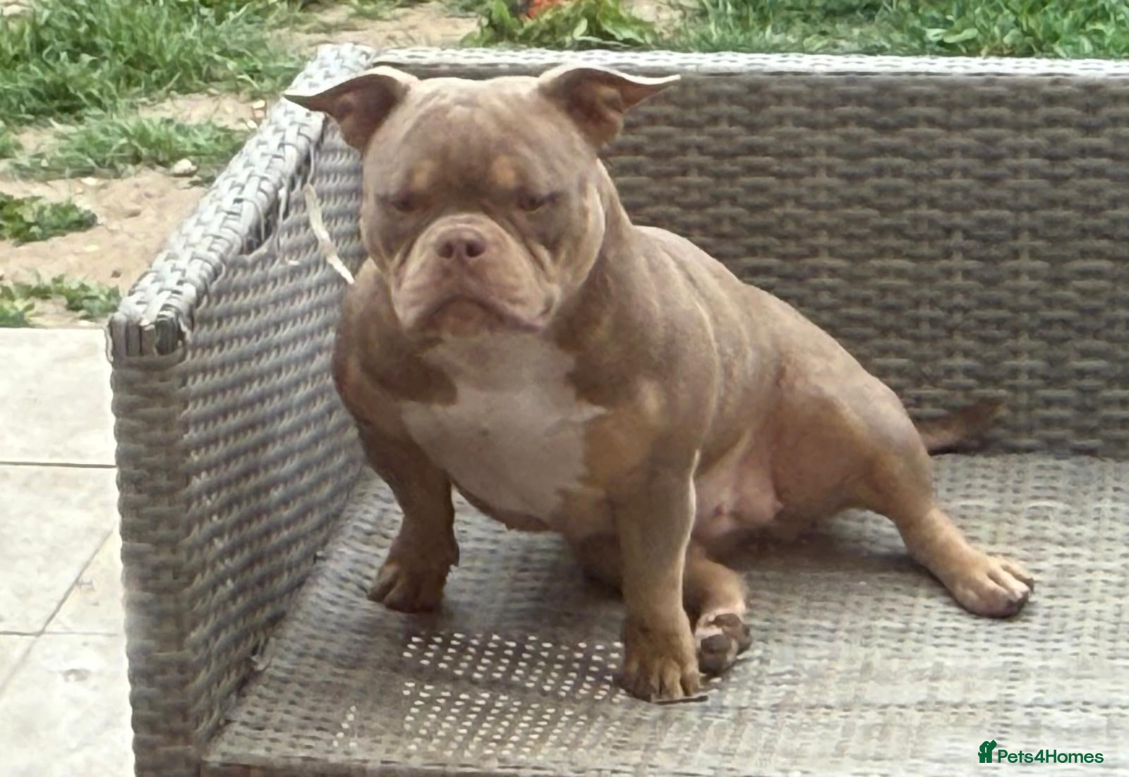 American Bully dogs BIGGA BULLZ Lilac/Tan micro exotic bully girl - Advert 1