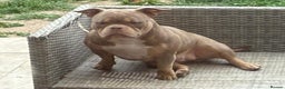 American Bully dogs for sale: BIGGA BULLZ Lilac/Tan micro exotic bully girl - Advert 1