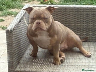American Bully dogs BIGGA BULLZ Lilac/Tan micro exotic bully girl - Advert 15