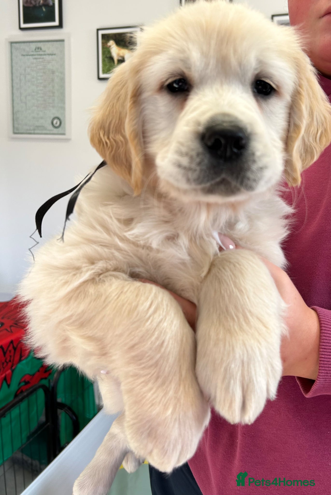 Golden Retriever dogs One gorgeous boy left, Fully health tested kc reg - Advert 6