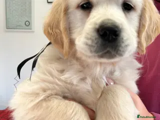 Golden Retriever dogs One gorgeous boy left, Fully health tested kc reg - Advert 6