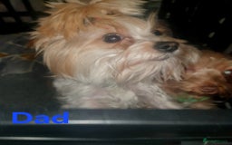 Yorkshire Terrier dogs for sale: Beautiful Toy Yorkshire Terrier puppies - Image 17