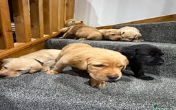Labrador Retriever dogs for sale: Early Autumn Labrador Puppies - Image 17