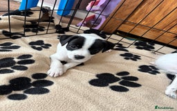 Mixed Breed dogs for sale: Border terrier x Patterdale terrier   - Image 20