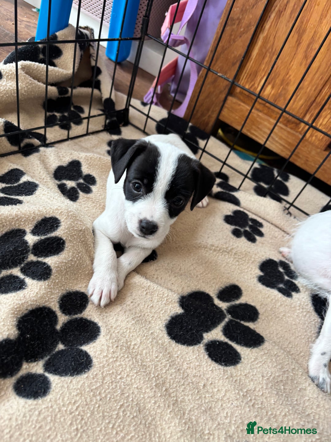 Mixed Breed dogs for sale: Border terrier x Patterdale terrier   - Image 20
