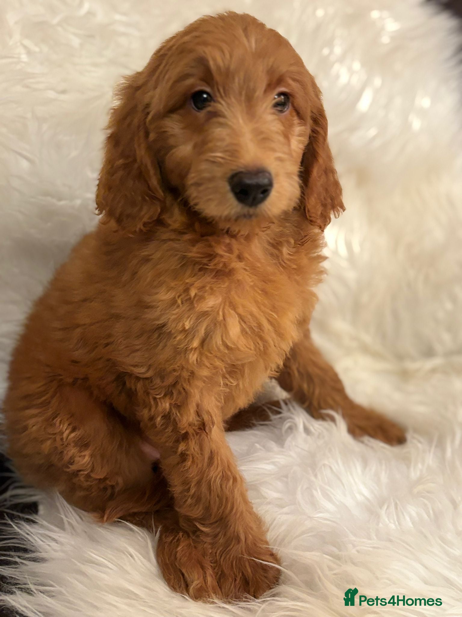 Goldendoodle dogs Ready Now deep red Golden Doodle F1 pups  - Advert 18