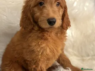 Goldendoodle dogs Ready Now deep red Golden Doodle F1 pups - Advert 18