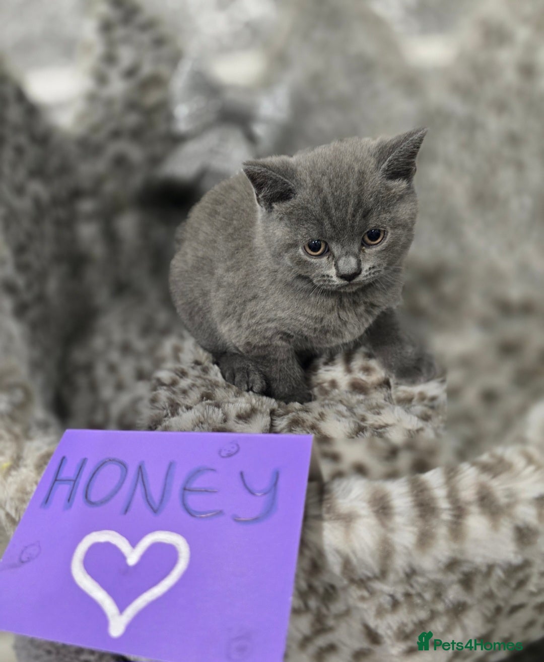British Shorthair cats for sale: 🩷💜Beautiful British shorthair kittens 💜🩷 - Advert 33