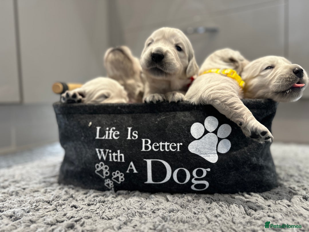 Golden Retriever dogs for sale: Cream Golden Retriever Puppies  - Image 11