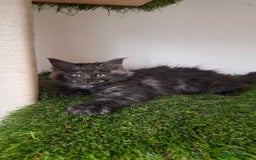 Maine Coon cats for sale: Pedigree Maine Coon kittens  - Image 5