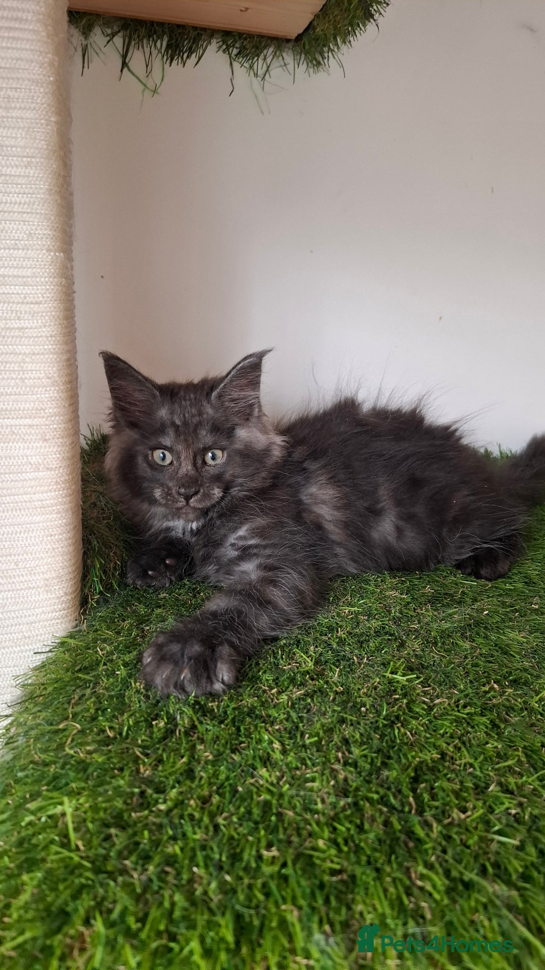 Maine Coon cats for sale: Pedigree Maine Coon kittens  - Image 5