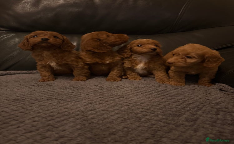 Cockapoo dogs - Advert 9