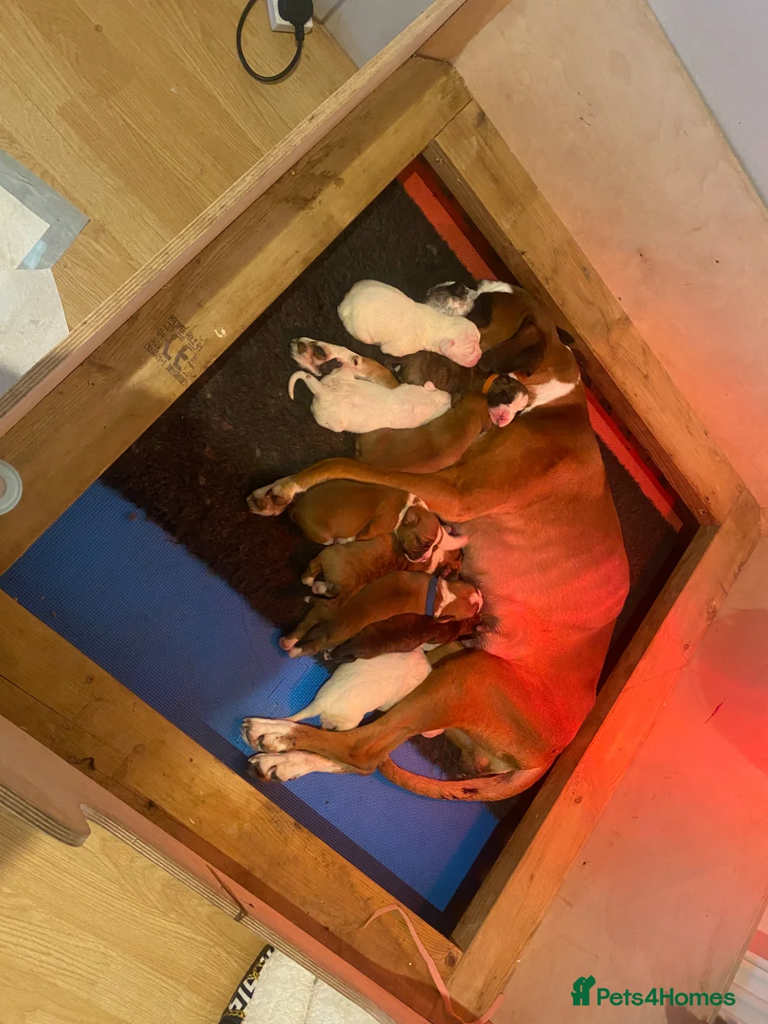 Boxer dogs for sale: Beautiful litter of boxer Babies  - Advert 2