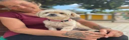 Mixed Breed dogs for adoption: Tinnie Winnie Valentina - Advert 10