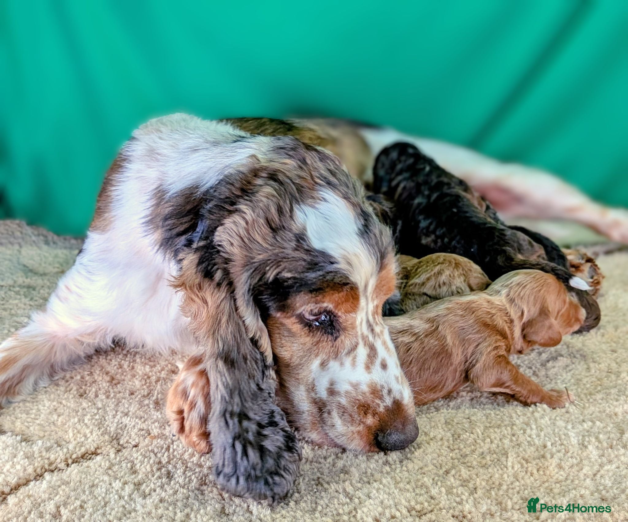 Cockapoo dogs Your Next Furry Family Member Awaits!  - Advert 2