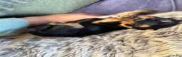 Yorkshire Terrier dogs for sale: 🌸🌸 Miniature Yorkshire Terrier Girl 🌸🌸 - Advert 1