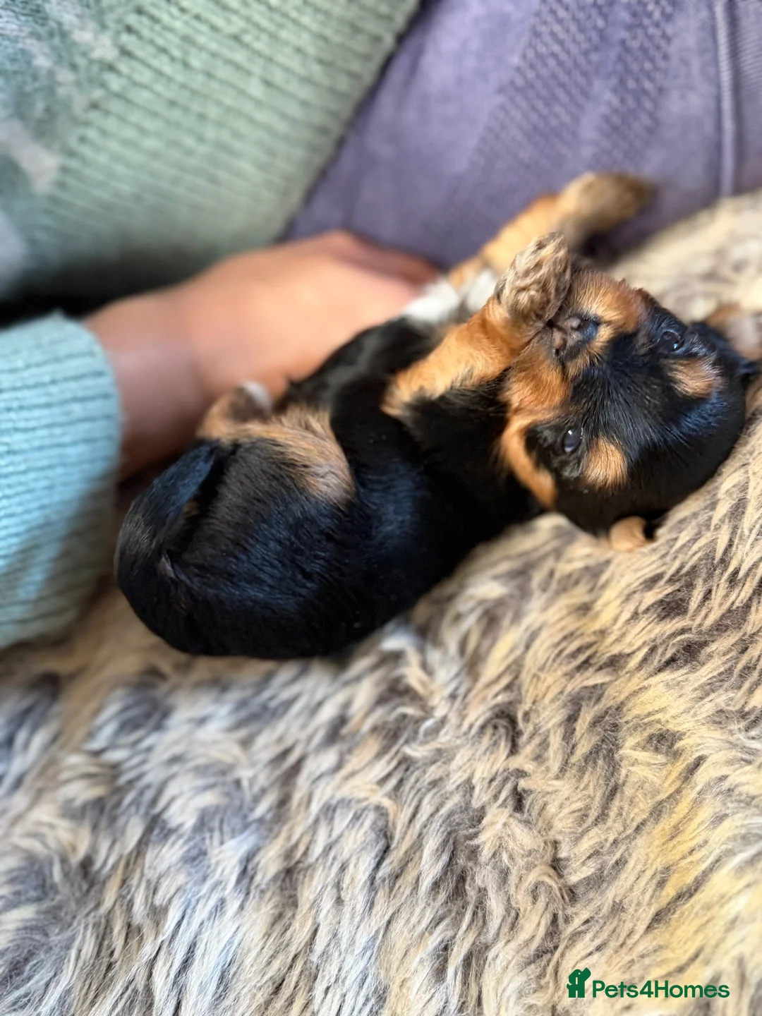 Yorkshire Terrier dogs for sale: 🌸🌸 Miniature Yorkshire Terrier Girl 🌸🌸 - Advert 1