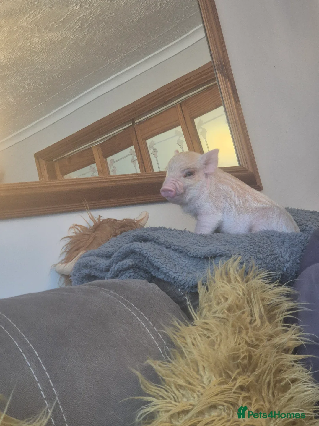 Pig livestock for sale: Mini pig - Advert 5