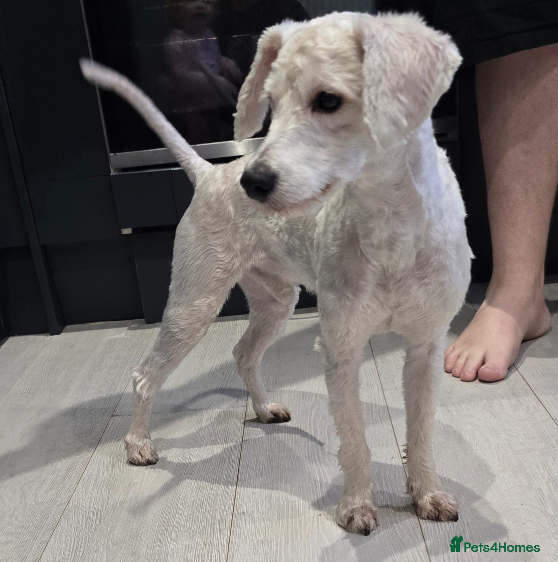 Mixed Breed dogs Miniature Schnoodle - Advert 17