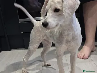 Mixed Breed dogs Miniature Schnoodle - Advert 17