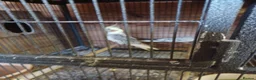 Cockatiels birds for sale: Cockatiels and pair pennents  - Advert 6