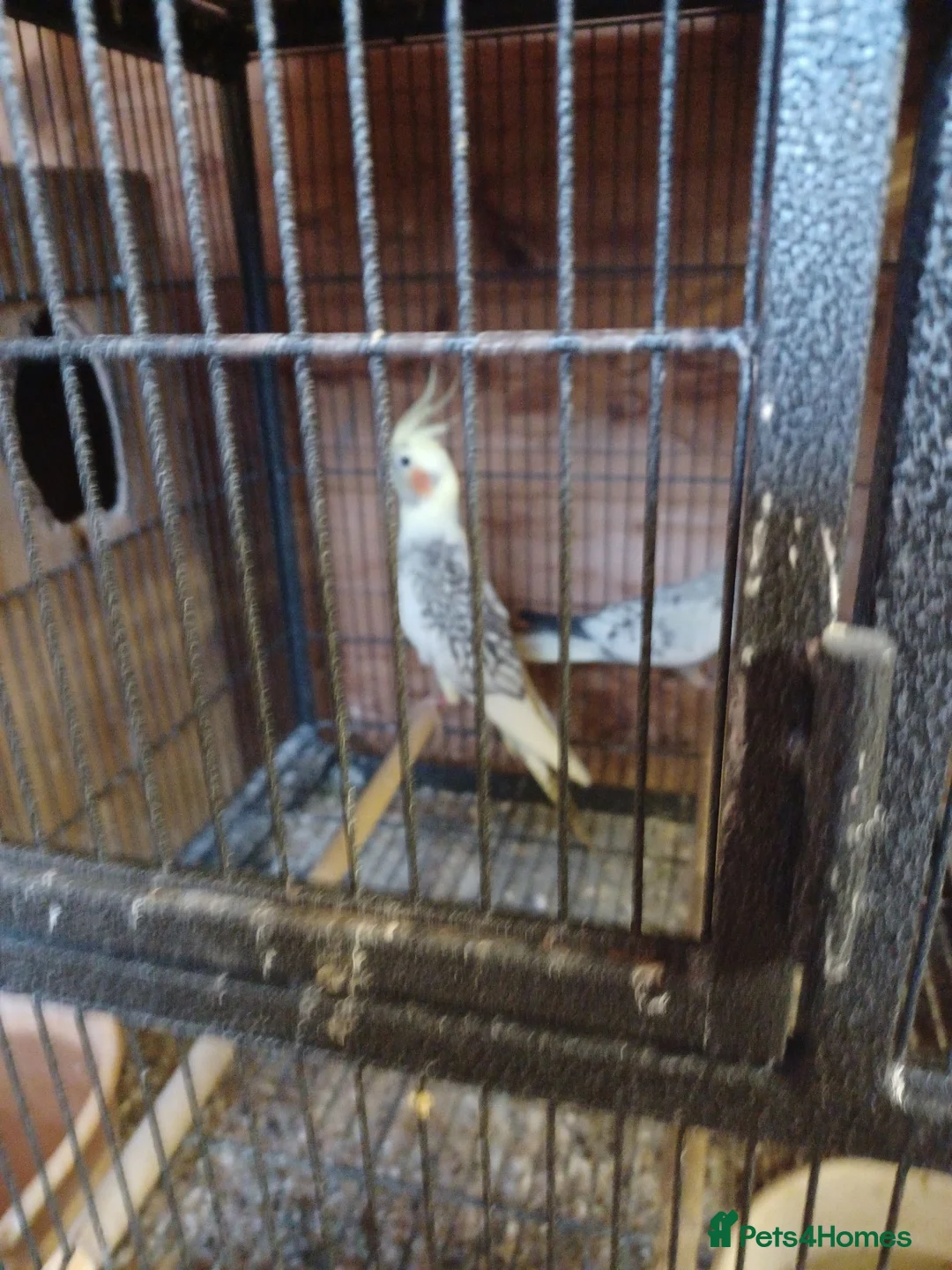 Cockatiels birds for sale: Cockatiels and pair pennents  - Advert 6