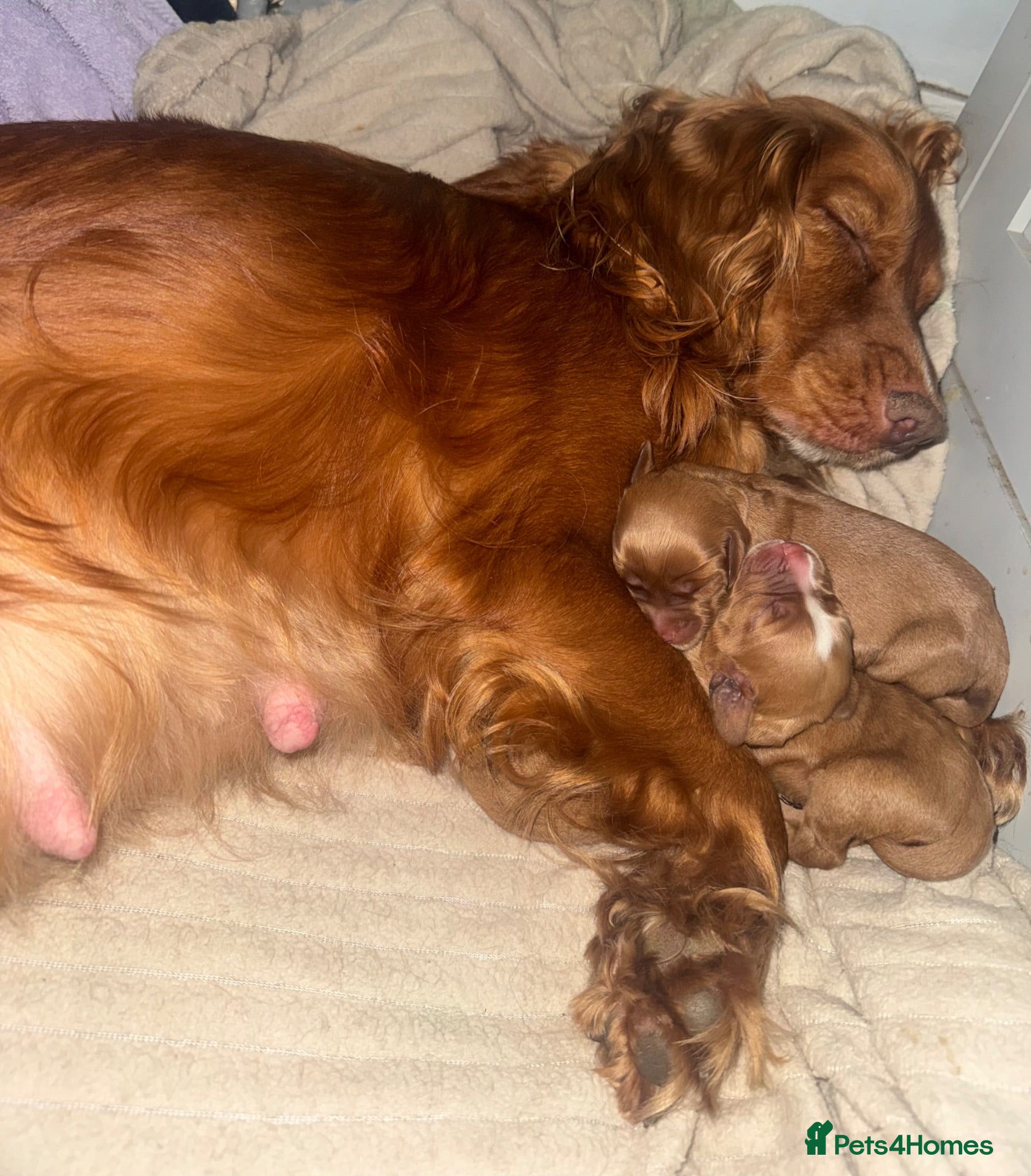 Cocker Spaniel dogs KC COCKER SPANIELS  - Advert 1