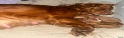 Cocker Spaniel dogs for sale: KC COCKER SPANIELS  - Advert 1