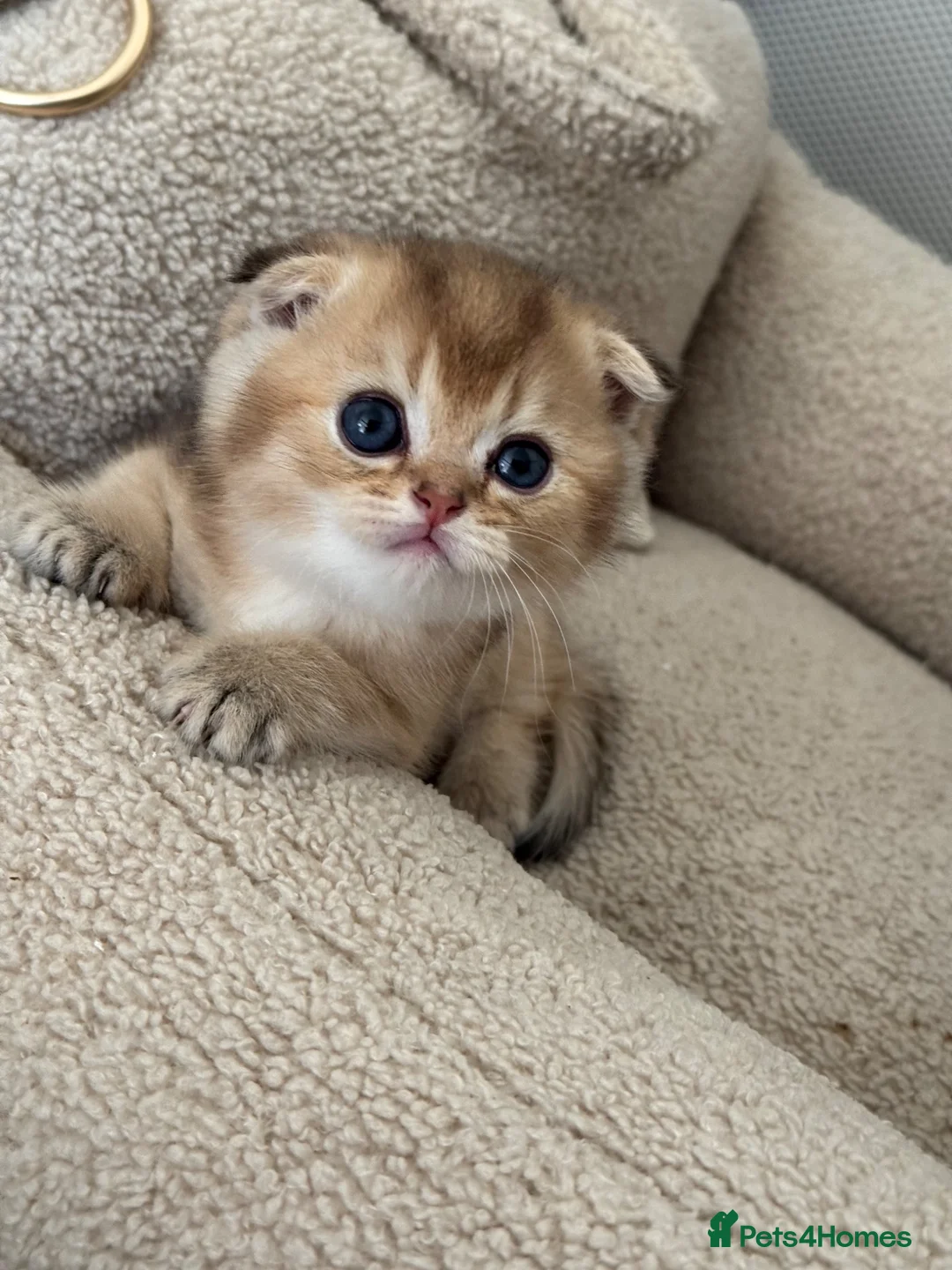 British Shorthair cats for sale: Scottish golden chinchilla ready for new homes  - Advert 38