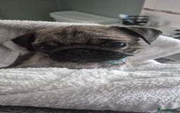 Pug dogs for sale: chipped✔️ 1st vac✔️ 2nd vac✔️ vet health check✔️  - Image 10