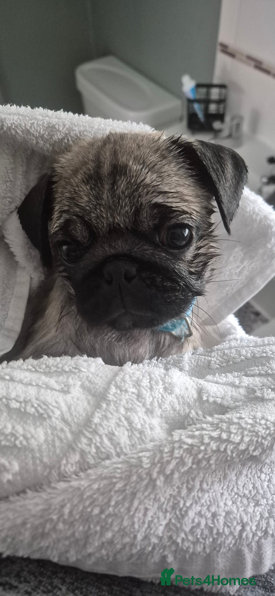 Pug dogs for sale: chipped✔️ 1st vac✔️ 2nd vac✔️ vet health check✔️  - Image 10